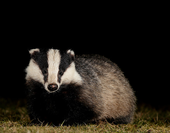 Badger Meles meles