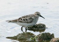 Bairds Sandpiper Calidris bairdii