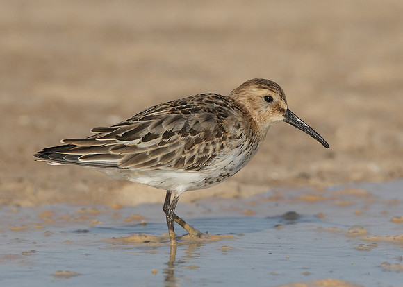 Dunlin Calidris alpina