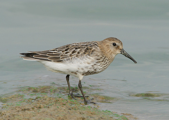 Dunlin Calidris alpina