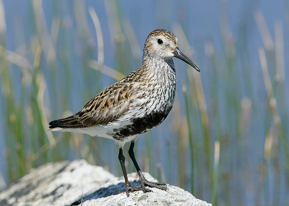 Dunlin Calidris alpina