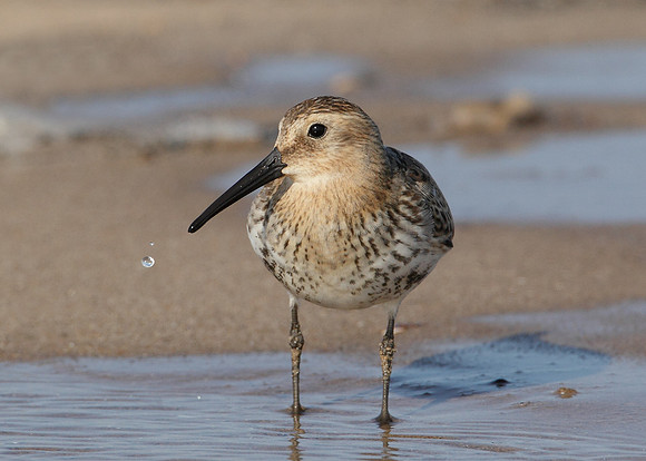 Dunlin Calidris alpina