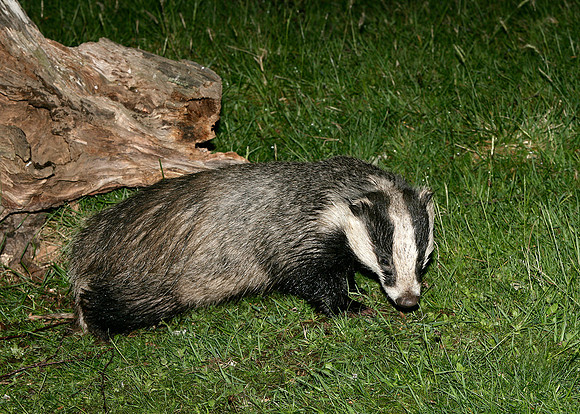 Badger Meles meles