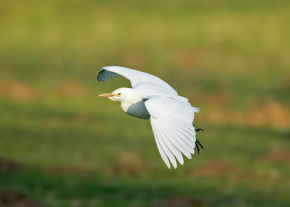 Cattle Egret Bubulcus ibis