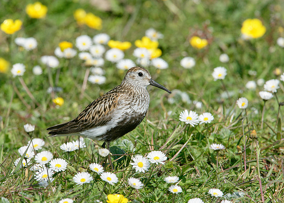 Dunlin Calidris alpina