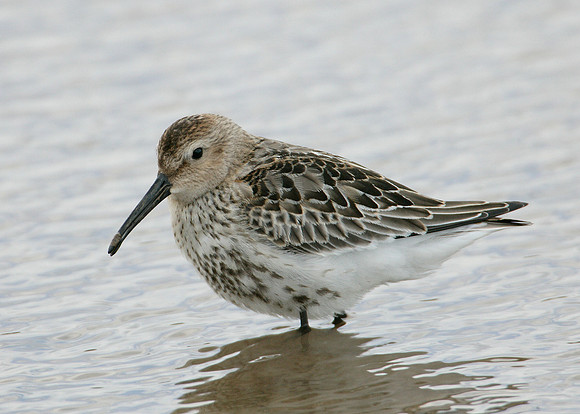 Dunlin Calidris alpina