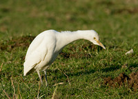 Cattle Egret Bubulcus ibis