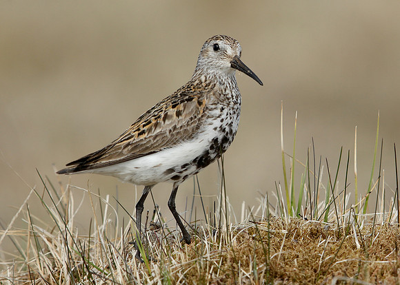 Dunlin Calidris alpina