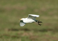 Cattle Egret Bubulcus ibis