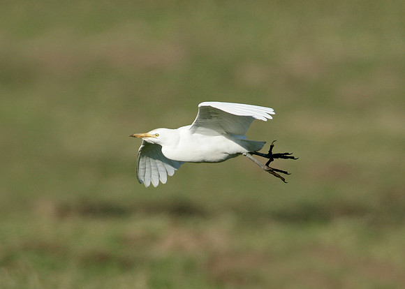 Cattle Egret Bubulcus ibis