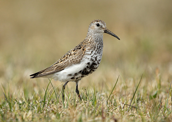 Dunlin Calidris alpina