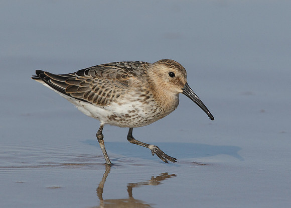 Dunlin Calidris alpina