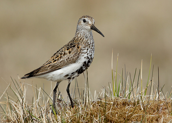 Dunlin Calidris alpina