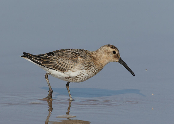 Dunlin Calidris alpina