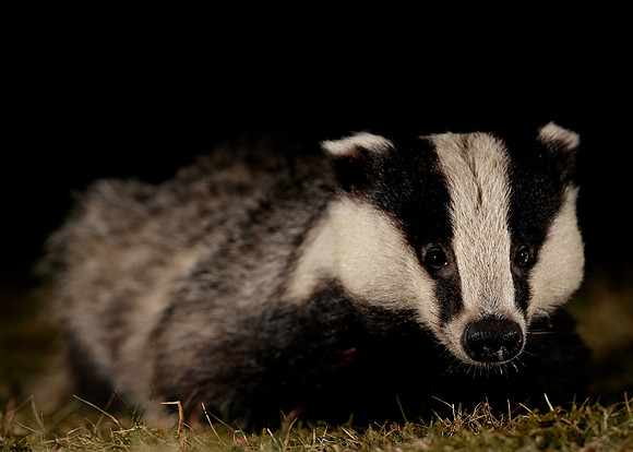 Badger Meles meles