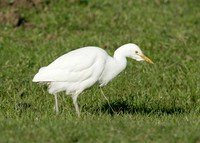 Cattle Egret Bubulcus ibis