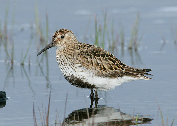 Dunlin Calidris alpina
