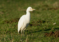 Cattle Egret Bubulcus ibis
