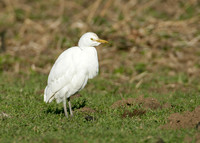 Cattle Egret Bubulcus ibis