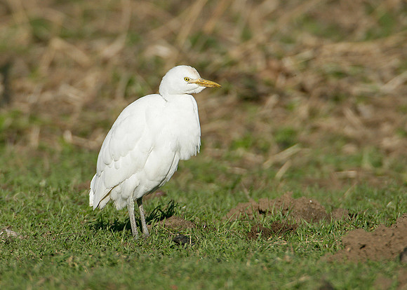 Cattle Egret Bubulcus ibis