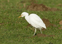 Cattle Egret Bubulcus ibis