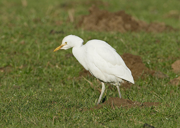 Cattle Egret Bubulcus ibis