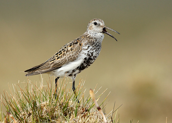Dunlin Calidris alpina
