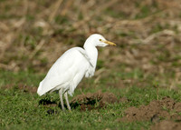 Cattle Egret Bubulcus ibis