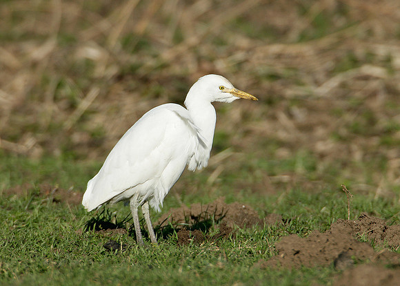 Cattle Egret Bubulcus ibis