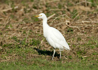 Cattle Egret Bubulcus ibis