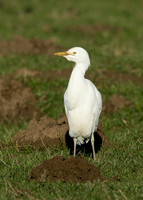Cattle Egret Bubulcus ibis