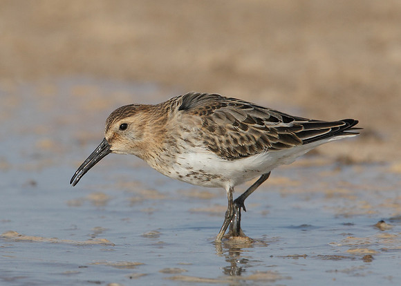 Dunlin Calidris alpina