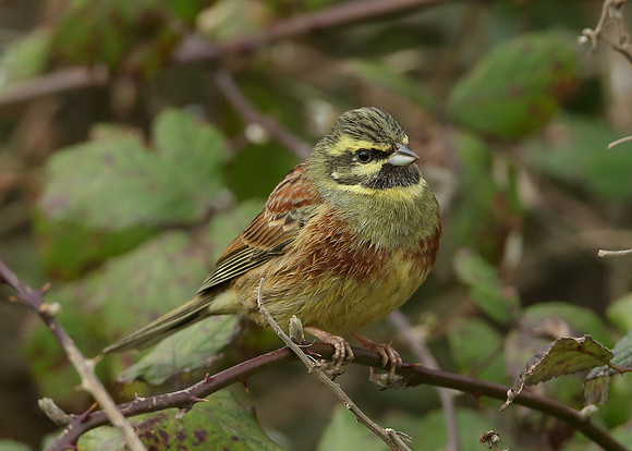 Cirl Bunting Emberiza cirlus