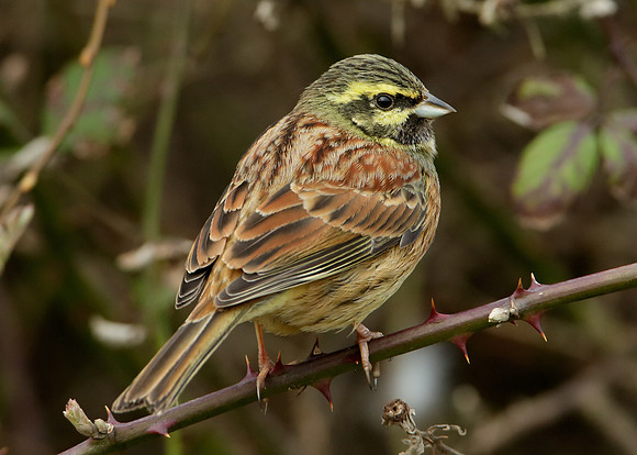 Cirl Bunting Emberiza cirlus