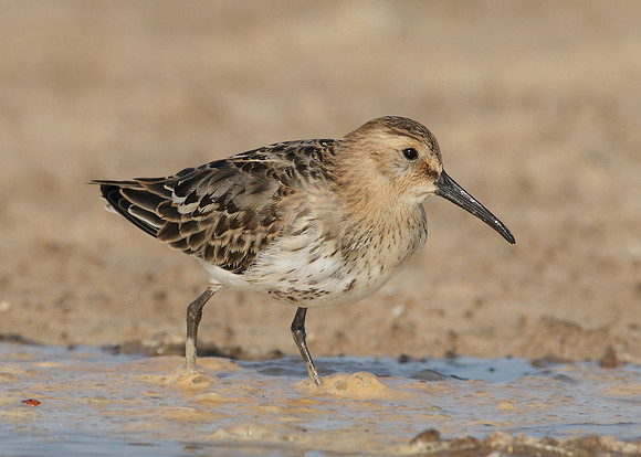 Dunlin Calidris alpina