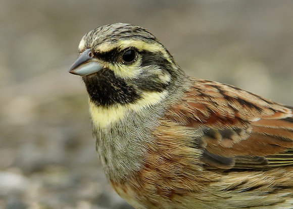 Cirl Bunting Emberiza cirlus