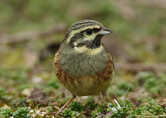 Cirl Bunting Emberiza cirlus
