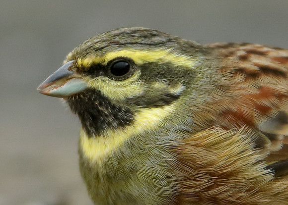 Cirl Bunting Emberiza cirlus