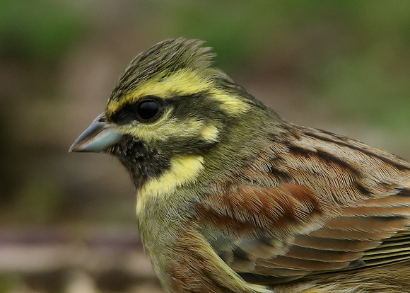 Cirl Bunting Emberiza cirlus