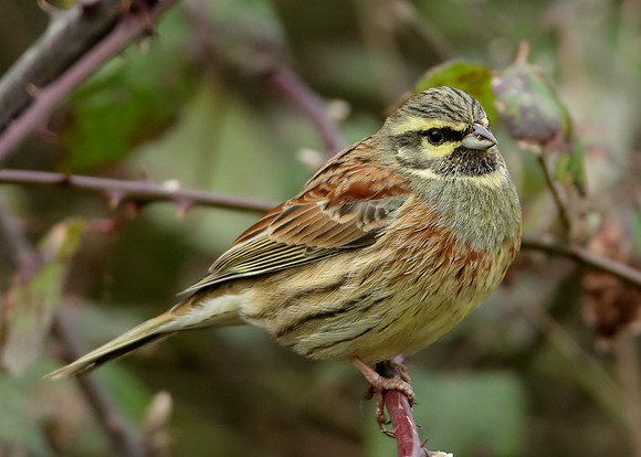 Cirl Bunting Emberiza cirlus
