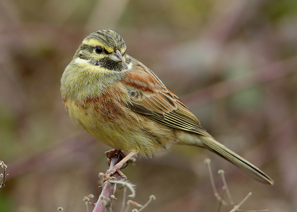 Cirl Bunting Emberiza cirlus