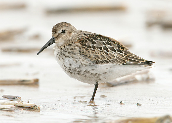 Dunlin Calidris alpina