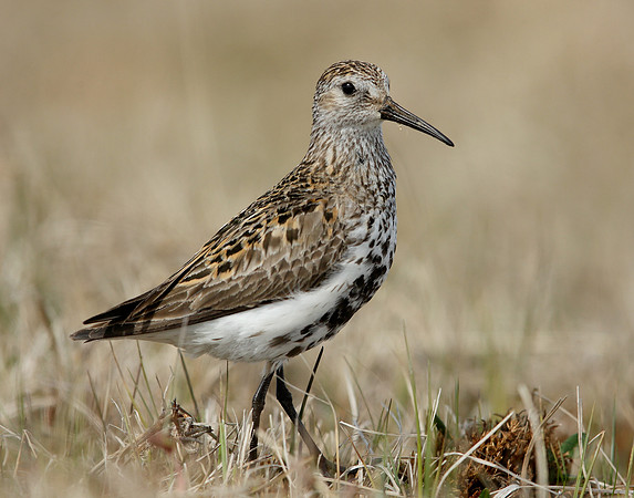 Dunlin Calidris alpina