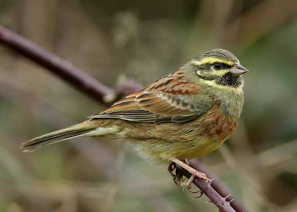 Cirl Bunting Emberiza cirlus