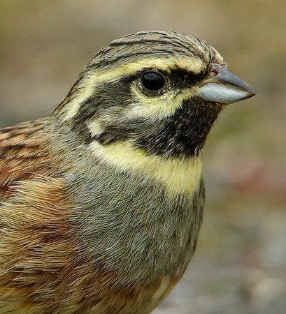 Cirl Bunting Emberiza cirlus