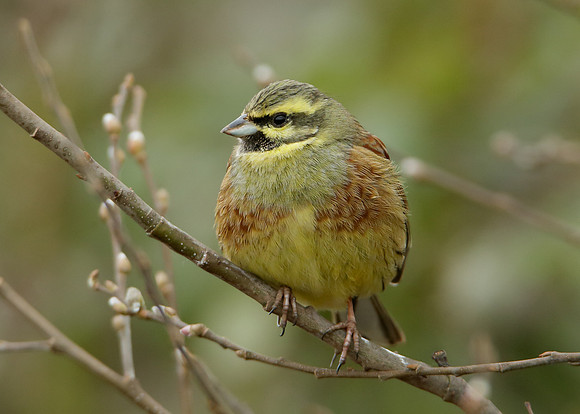 Cirl Bunting Emberiza cirlus