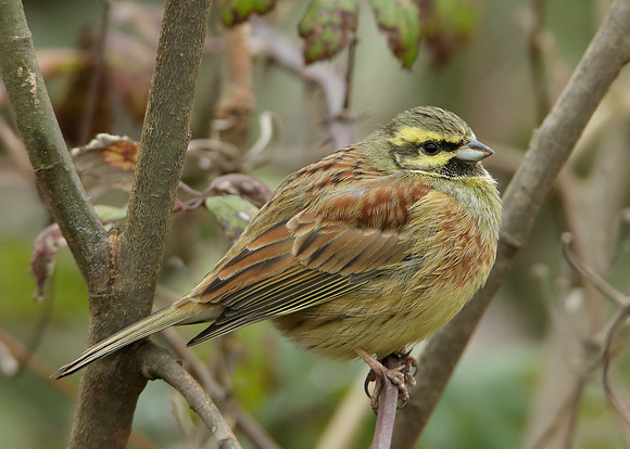 Cirl Bunting Emberiza cirlus