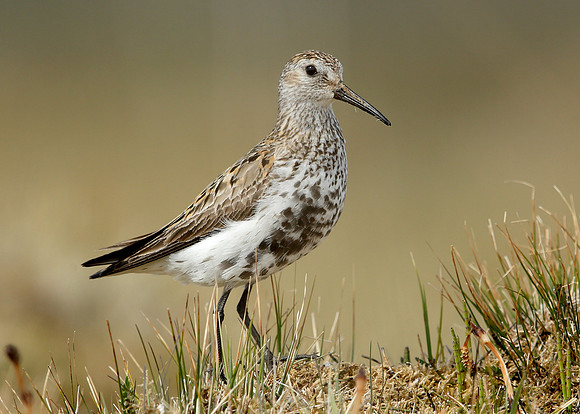 Dunlin Calidris alpina