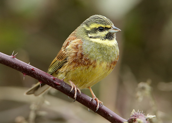 Cirl Bunting Emberiza cirlus