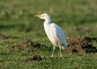 Cattle Egret Bubulcus ibis